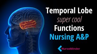 Temporal Lobe Functions Anatomy and Physiology for Nurses [upl. by Fineberg]