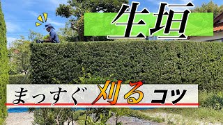 【完全解説！】【生垣剪定】ラカンマキの生垣を電動バリカンでキレイにまっすぐ刈り込むコツ【マキタMUH3652】 [upl. by Wilscam]