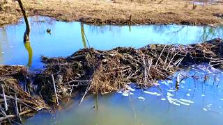 Using Excavator to Remove Beaver Dams [upl. by Fillender158]