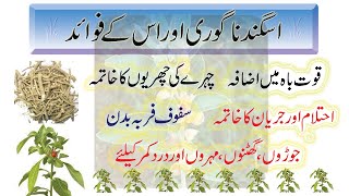 Asgand nagori ke fayde in urdu  Ashwagandha benefits for human  Withania somnifera  Winter cherry [upl. by Waal]