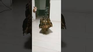 Cute 🥰 owl 🦉 walking in the room [upl. by Veno]