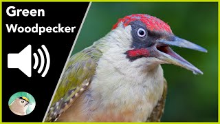 Green Woodpecker  Sounds [upl. by Ellemac]