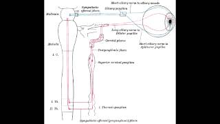 Pupillary Nerve Control  Miosisconstriction amp MydriasisDilation [upl. by Eicats]