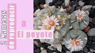 2 MANERAS de REPRODUCIR a El PEYOTE Lophophora williamsii  by Desert plants [upl. by Beverlee]