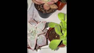 Suculentas Bellas plants Succulents  flowers nature [upl. by Maurey]