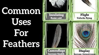 Four Common Uses for Feathers  Feather Function 1 [upl. by Drofnil]