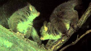 Garnetts Galago Babies  Cincinnati Zoo [upl. by Phip]