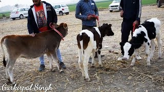 Holstein Friesian and Jersey Calf competition ring at Patiala Punjab [upl. by Keelby572]