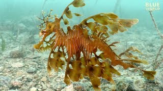 Leafy Seadragons of South Australia Is it a fish or seaweed [upl. by Ailad]