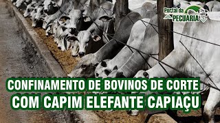 Confinamento de bovinos de corte com capim elefante capiaçu [upl. by Phylys]