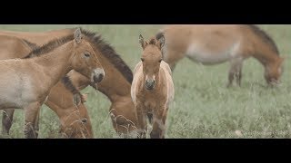 Wild Horse Conservation in Mongolia [upl. by Margaret]