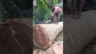 how to split large wood straight woodprocessing woodskills [upl. by Nycila284]