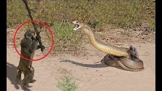 17 Strange Animal Behaviors Explained [upl. by Enelyaj]