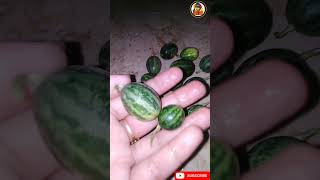 Chibber ki chatni chibber respie  small watermelon youtubeshorts shorts viralvideo watermelon [upl. by Namlas337]