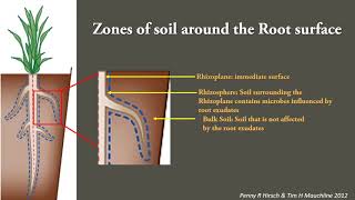 Plant Microbe interactions in the rhizosphere [upl. by Ahsilat]