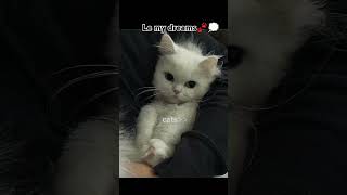 Is there anyone else Like me 😅🐾❤cat ytshortsvideo fypシ゚viral fyy [upl. by Ahsenit869]