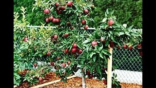 How to prune dwarf apple trees while fruiting [upl. by Drahsir]