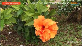 VEJA O VIDEO  PLANTAS LINDAS FLORES COLORIDAS IMAGENS GRAVADAS NUM JARDIM ESPECIAL [upl. by Attecnoc13]