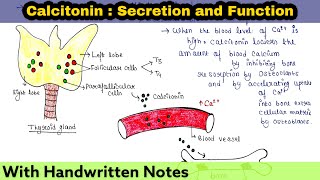 Calcitonin  Secretion and Function [upl. by Struve]