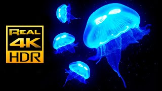 Amazing Jellyfish Aquarium in 4K HDR  Soothing amp Relaxing Music  Great for Oled HDR TVs [upl. by Bibbie]