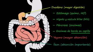 Intestino delgado 1 Estructura  Fisiología del sistema gastrointestinal  Khan Academy en Español [upl. by Alexis]