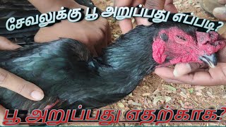 sevaluku poo aruppathu eppadi [upl. by Nosnehpets]