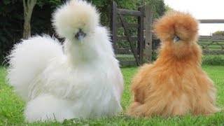 Silkie Chickens  Nature’s Fluffy Incubators [upl. by Attezi202]