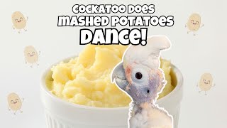 Funny Cockatoo Coco Does Her Famous Mashed Potato Dance [upl. by Dedric]