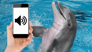 Dolphin Calls and Dolphin Sounds Effect [upl. by Eilyac]