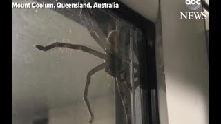 Massive spider Aragog goes viral [upl. by Aynam]