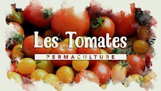 Comment tuteurer ses tomates [upl. by Ambrosi]