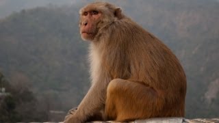 Unbelievable Monkeys in Rishikesh North India [upl. by Olsen439]