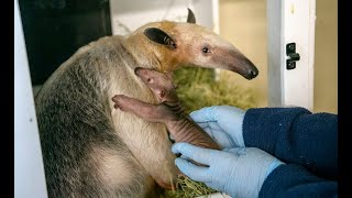 Terra the tamandua gives birth to healthy female pup [upl. by Arrak]