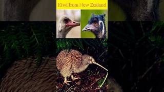 Kiwi Bird 🥝 A Closer Look 👀 animals birds kiwi [upl. by Okimuk500]