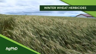 Winter Wheat Herbicides From Ag PhD Show 1149  Air Date 41220 [upl. by Neeliak]