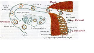 Germinal stage of developmental anatomy [upl. by Zabrine118]