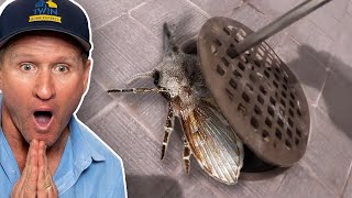 MASSIVE DRAIN FLY INFESTATION How to get rid of drain fliesFOR GOOD [upl. by Labanna881]