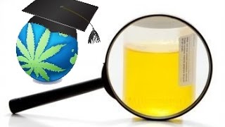 How To Pass A Urine Test For THC Cannabis [upl. by Ottinger]