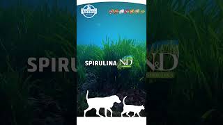 Farmina Dog Food Review Feed Fresh for Raw Fed Dogs [upl. by Zena]