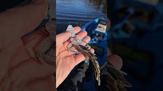 Lets Fish the OG Chatterbait with ChatterShad fishing zmanfishingproducts [upl. by Winifred357]