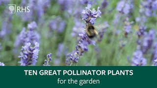 Top 10 plants for pollinators  The RHS [upl. by Attesor]