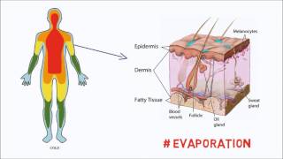 How our Bodies control Temperature [upl. by God]