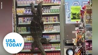 Godzilla lizard takes over a 7Eleven  USA TODAY [upl. by Jeaz]