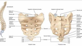 Two Minutes of Anatomy Sacrum [upl. by Hootman]