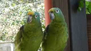 Amazon parrots sing opera  the phantom of the opera [upl. by Anoiuq]