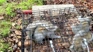 Rare Squirrelinator double catch [upl. by Arrik]