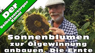 Sonnenblumen zur Ölgewinnung Teil 2 Die Ernte [upl. by Nahama637]