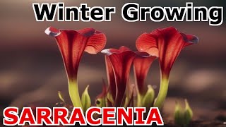 How to care for Sarracenia growing indoors in winter [upl. by Pulling]