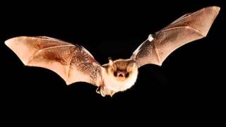 BATS SOUND EFFECT IN HIGH QUALITY [upl. by Nnave]