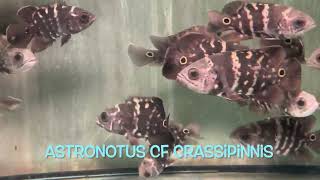 Astronotus cf crassipinnis [upl. by Louls637]